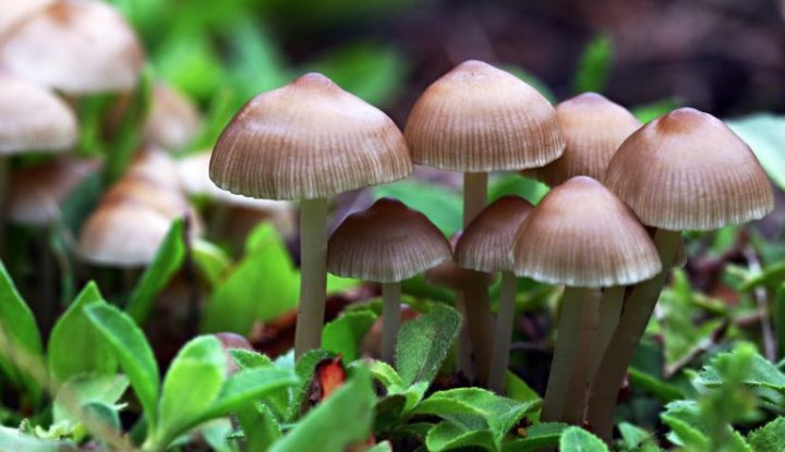 Magic-Mushrooms-768x443.jpeg